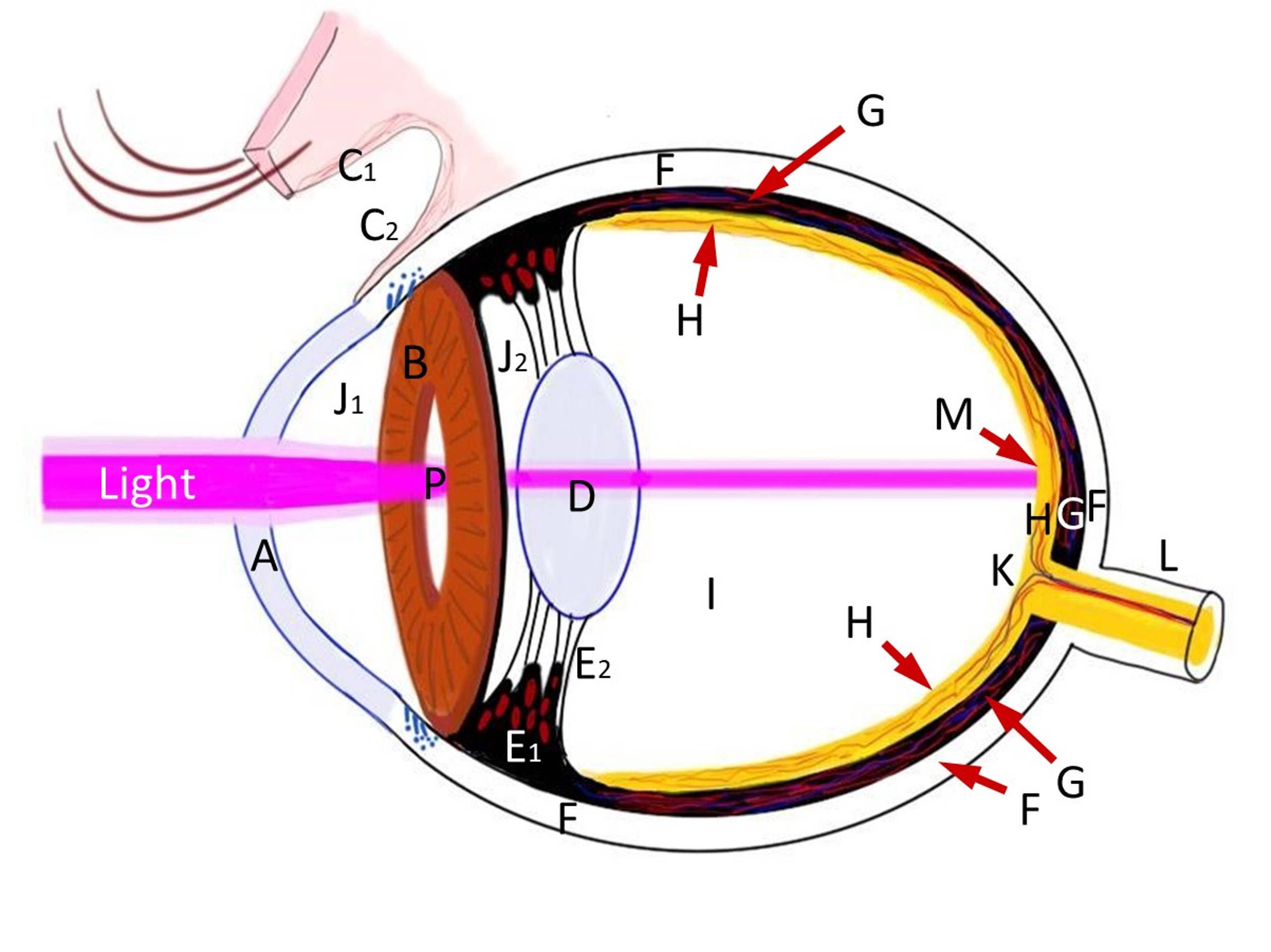 Eye Diagram by Chris Sullivan